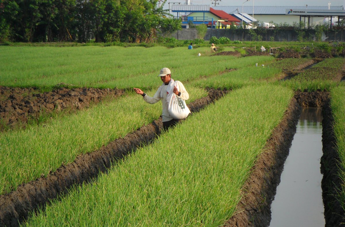 Melirik Prospek Budidaya Bawang Merah