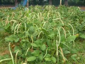 cowpea