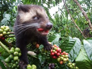 Mengenal Kopi Luwak