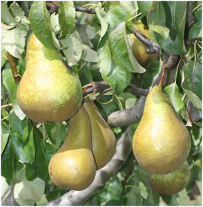 pear fruits