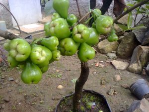 jambu lumut 5