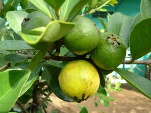 jambu cherry guava kuning