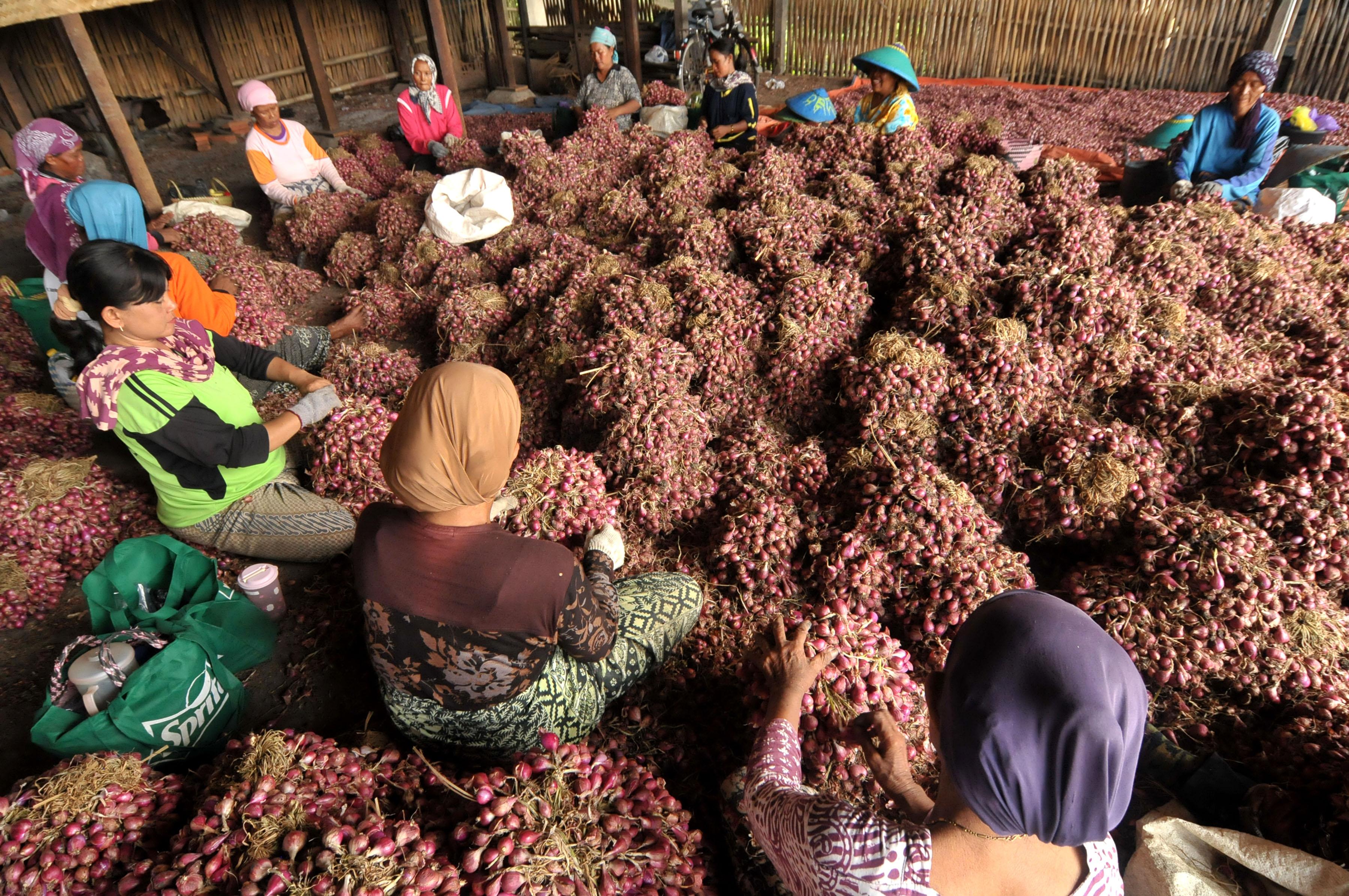 Bulog Ogah Beli  Stok Bawang Merah di Tingkat Petani Menumpuk  Jurnal